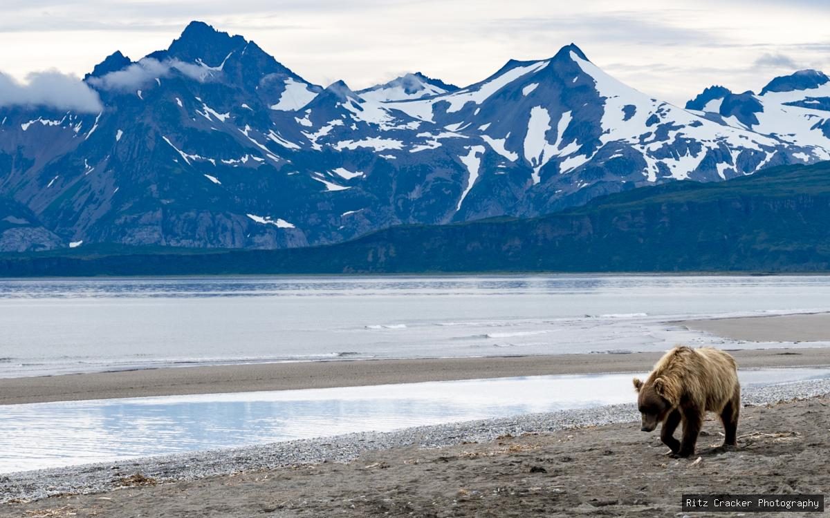 Brown bear walking beside calm water, with snow-covered mountains across the bay.