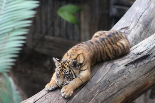 Baby Tiger