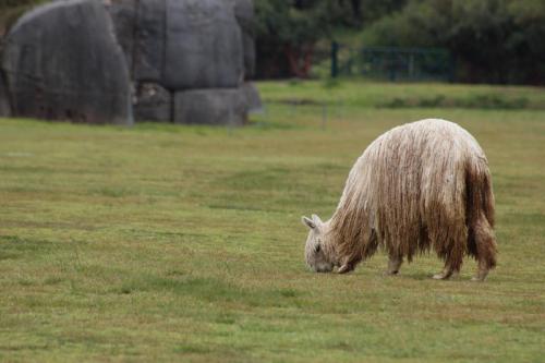 alpaca