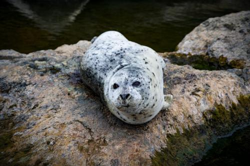 seal